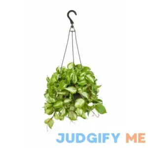 From Our Garden 8" Exotic Foliage Hanging Basket