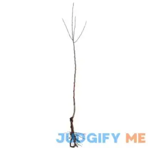 Froze 2 Blue Japanese Wisteria Vines