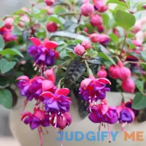 Fuchsia 'Dark Eyes' Seeds Stunning and Vibrant Flowers Ornamental Plants Unique Flower Coloration and Attractive Appearance Hanging Baskets