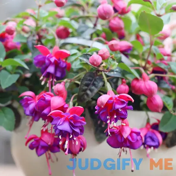 Fuchsia 'Dark Eyes' Seeds Stunning and Vibrant Flowers Ornamental Plants Unique Flower Coloration and Attractive Appearance Hanging Baskets Fuchsia 'Dark Eyes' Seeds Stunning and Vibrant Flowers Ornamental Plants Unique Flower Coloration and Attractive Appearance Hanging Baskets