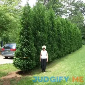 Full Speed A Hedge 'American Pillar' Arborvitae | One Gallon