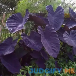 Garden State Bulb Black Magic Taro Elephant Ear Bulbs