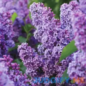 Garden State Bulb Common Purple Lilac Shrub
