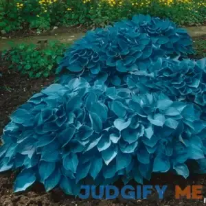 Garden State Bulb Hosta Blue Mix