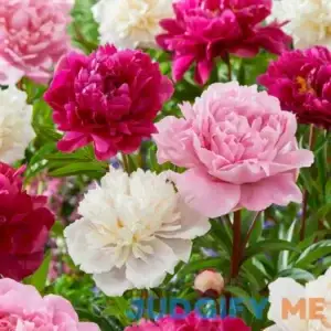 Garden State Bulb Pink and White Mixed Peony Flower Bulbs
