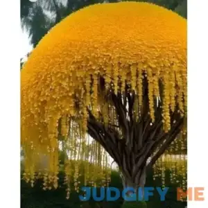 Golden Shower Tree Seeds for Planting