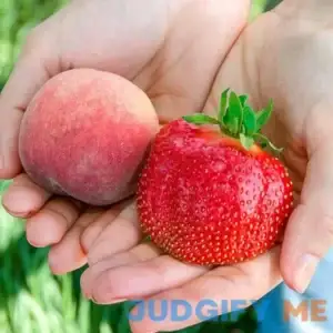 Gurney's Whopper Strawberry Dormant Bare Root Starter Fruiting Plants