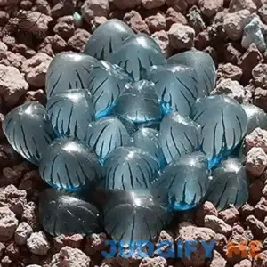 Haworthia obtusa 'Crystal' Light Blue Transparent Succulent Plants 'Seeds' 100pcs Lovely Indoor Garden Home Seeds