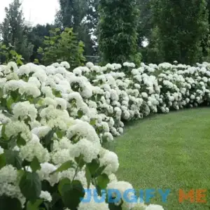 Incrediball Smooth Hydrangea | One Quart