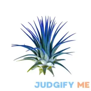 Ionantha Guatemala Tillandsia Air Plant