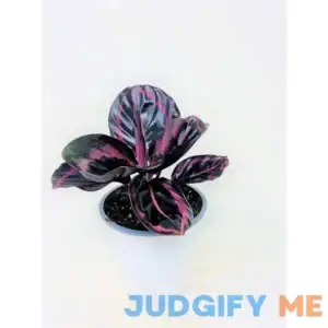 JM BAMBOO Calathea Dottie - Easy to Care houseplant- 4 Pot
