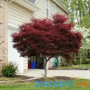 Japanese Maple 'Bloodgood' Acer palmatum