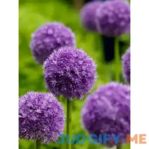 KVITER 50 Pcs/bag Purple Giant Allium Giganteum Beautiful Flower Seeds Garden Plant Gift