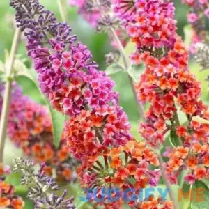 Kaleidoscope Bicolor Butterfly Bush - 1 gallon By Lots of Plants