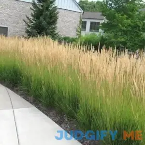 'Karl Foerster' Feather Reed Grass | One Quart