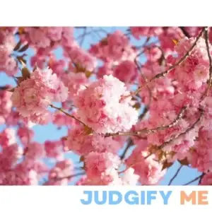 Kwanzan Cherry Blossom Tree Bare Root