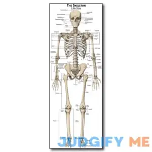 Life Size Skeleton bones named Poster for classroom or lab printed on durable quality plastic Young N Refined