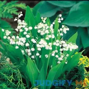 Lily-Of-The-Valley White