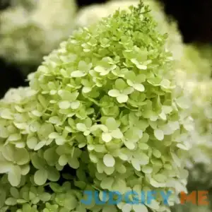 Limelight Hardy Hydrangea Live Shrub
