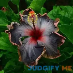 Lioder 20PCS Rare Black Pink Purple Hibiscus Seeds"Black Rainbow" Giant Flower Tropical Seeds Hibiscus Tree Seeds for Flower Potted Plants