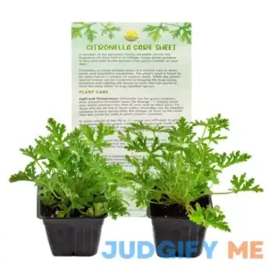 Live Citronella Geranium Plants Pelargonium Citronella Scented Potted Plants