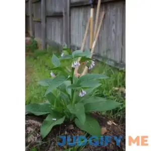 Live Organic Comfrey Plant - Established and Rooted Plants - Bocking 14 Cultivar - comphrey - knitbone - by Yumheart Gardens