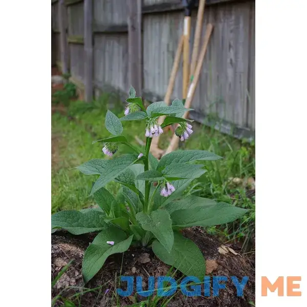 Live Organic Comfrey Plant - Established and Rooted Plants - Bocking 14 Cultivar - comphrey - knitbone - by Yumheart Gardens Live Organic Comfrey Plant - Established and Rooted Plants - Bocking 14 Cultivar - comphrey - knitbone - by Yumheart Gardens