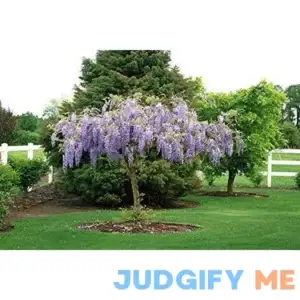 Live Plant Purple Wisteria