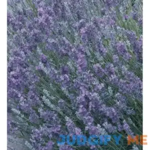 Lowe's 1-Quart English Lavender in Pot