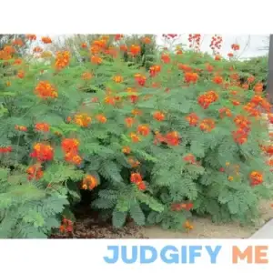 MEXICAN RED BIRD OF PARADISE PLANT 25 SEEDS