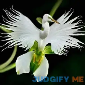 MITRAEE 100 White Egret Orchids Flower Seeds
