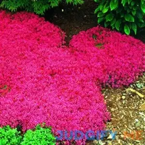 Magic Carpet Creeping Thyme Ground Cover Creeping Thyme Seeds
