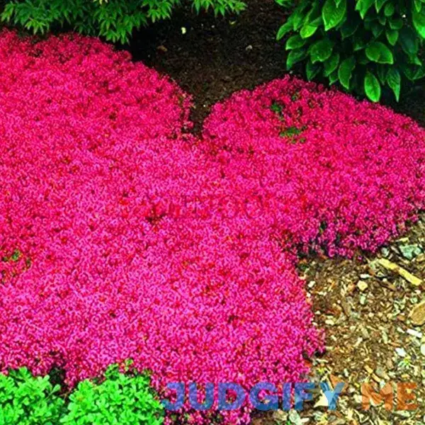 Magic Carpet Creeping Thyme Ground Cover Creeping Thyme Seeds Magic Carpet Creeping Thyme Ground Cover Creeping Thyme Seeds