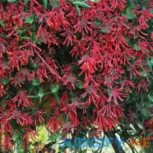 Major Wheeler Honeysuckle Vine