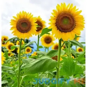 Mammoth Sunflower Seeds for Planting - Grow Giant Sun Flowers in Your Garden - 50 Non GMO Heirloom Seeds - Full Planting Instructions for Easy Grow