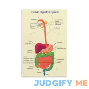 Medical Organ Canvas Wall Art Human Digestive System Anatomy Vascular Analysis Posters Prints Poster Decorative Painting Canvas Wall Art