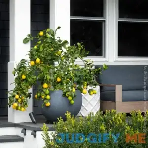 Meyer Lemon Bush