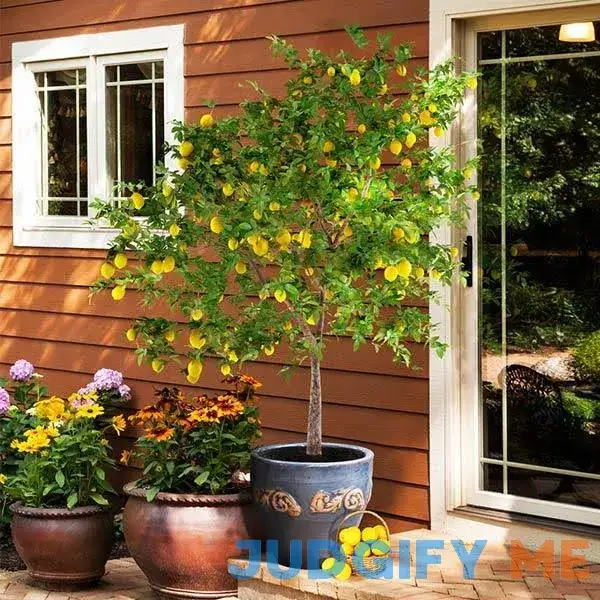 Meyer Lemon Tree Meyer Lemon Tree
