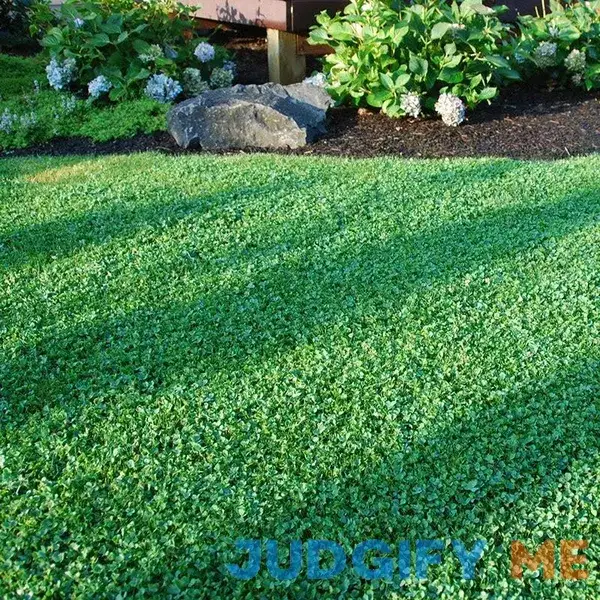 Microclover Seed 1/4 LB + Bulk Sizes Microclover Seed 1/4 LB + Bulk Sizes