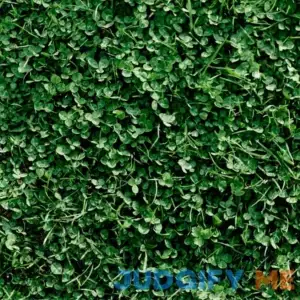 Miniature Clover Seeds Seeds Small Leaf White Clover