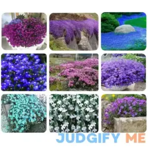 Mix Creeping Thyme Seeds for Planting Ground Cover Plants