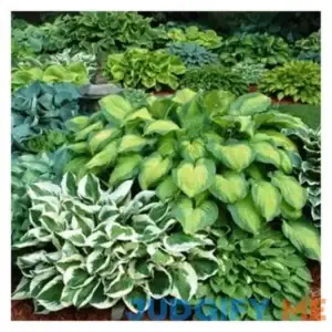 Mixed Heart-Shaped Hosta Bare Roots 6 Pack Bare Roots