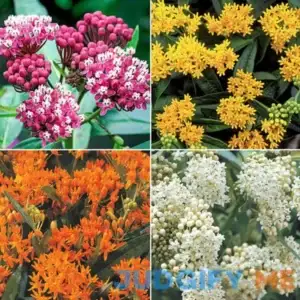 Monarch Oasis Asclepias Collection 12 Per Package Mixed
