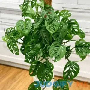 Monstera Plant Live