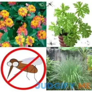 Mosquito Trio 6 Mosquito Repellent Plants Three Varieties 2 Citronella Plants