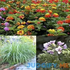 Mosquito Trio 9 Mosquito Plants вЂ“ Includes Three Non GMO Varieties 3 Citronella Geranium Plants