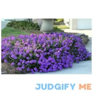 Moss Verbena 50 + GROUNDCOVER Seeds