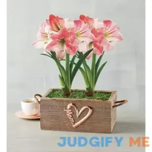 Mother's Day Apple Blossom Amaryllis Gift