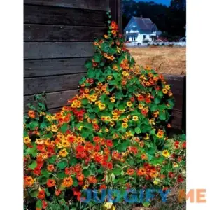 Nasturtium Tall Mix Flower Seeds 25 Count