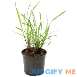 National Plant Network 2.5 Qt. Lemon Grass Plant